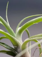 Тилландсия Streptophylla x novakii Tillandsia — изображение 8