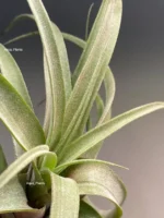 Тилландсия Streptophylla x novakii Tillandsia — изображение 9