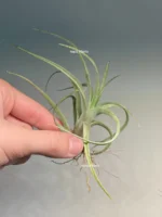 Тилландсия Streptophylla x novakii Tillandsia — изображение 2