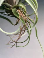 Тилландсия Streptophylla x novakii Tillandsia — изображение 3