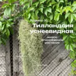 Тилландсия уснеевидная XL (Tillandsia usneoides)