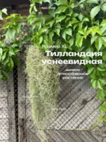 Тилландсия уснеевидная XL (Tillandsia usneoides)