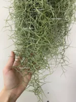 Тилландсия уснеевидная XL (Tillandsia usneoides) — изображение 5