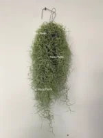 Тилландсия уснеевидная XL (Tillandsia usneoides) — изображение 6
