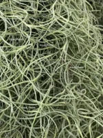 Тилландсия уснеевидная XL (Tillandsia usneoides) — изображение 2