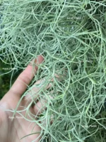 Тилландсия уснеевидная XL (Tillandsia usneoides) — изображение 3
