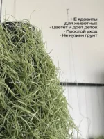 Тилландсия уснеевидная XL (Tillandsia usneoides) — изображение 14