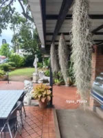 Тилландсия уснеевидная XL (Tillandsia usneoides) — изображение 15