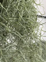 Тилландсия уснеевидная XL (Tillandsia usneoides) — изображение 9