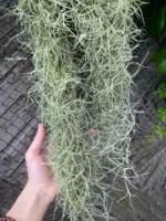 Тилландсия уснеевидная XL (Tillandsia usneoides) — изображение 10