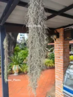 Тилландсия уснеевидная XL (Tillandsia usneoides) — изображение 11