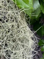 Тилландсия уснеевидная XL (Tillandsia usneoides) — изображение 12