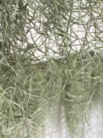 Тилландсия уснеевидная XL (Tillandsia usneoides) — изображение 13