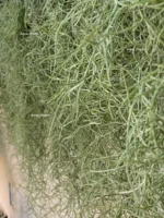Тилландсия уснеевидная XL (Tillandsia usneoides) — изображение 4