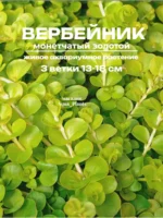 Вербейник монетчатый золотой. Живые растения для аквариума — изображение 6