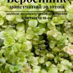 Вербейник монетчатый золотой. Живые растения для аквариума