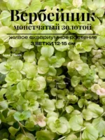 Вербейник монетчатый золотой. Живые растения для аквариума