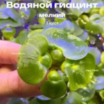 Водяной гиацинт мелкий (1 куст). Эйхорния