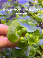 Водяной гиацинт мелкий (1 куст). Эйхорния