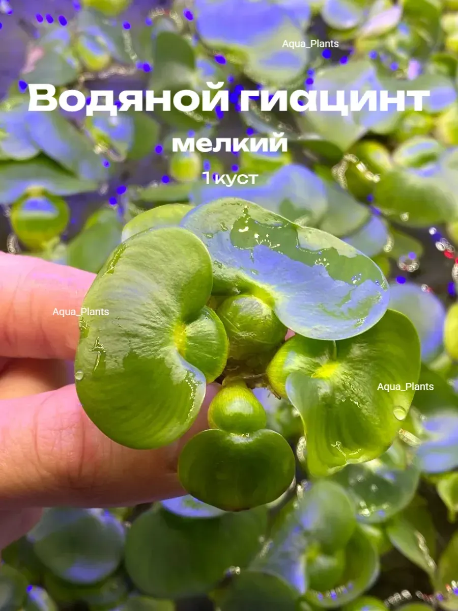 vod-giacint-1 Водяной гиацинт мелкий (1 куст). Эйхорния — изображение 1