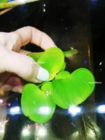 Водяной гиацинт мелкий (1 куст). Эйхорния — изображение 3