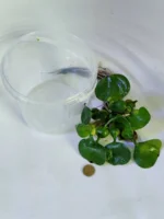 Водяной гиацинт крупный (эйхорния) 1 куст. — изображение 5